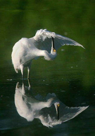 Snowy Egret