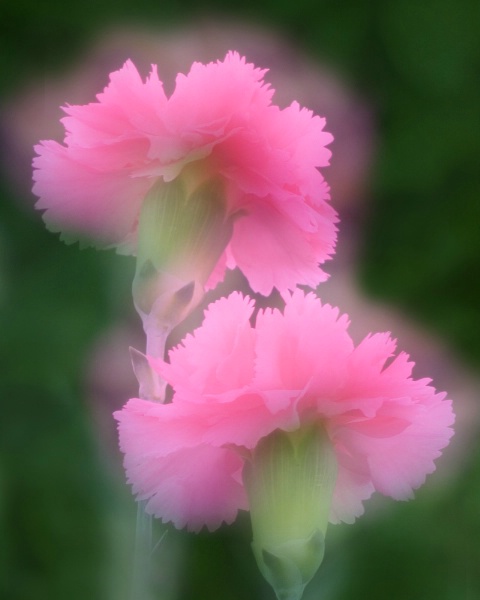 Dreaming of Carnations