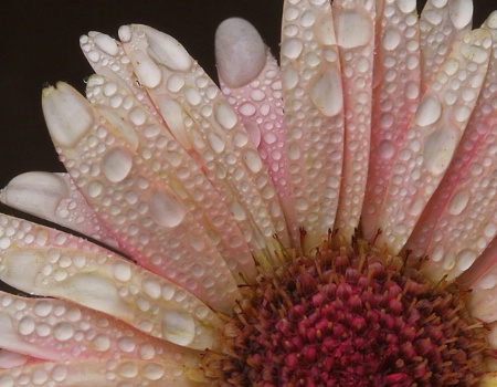 Gerbera Drops