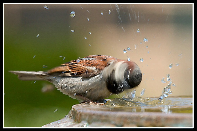 "Fan Head" Passer domesticus, House Sparrow