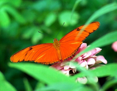 ~Butterfly of New Mexico~