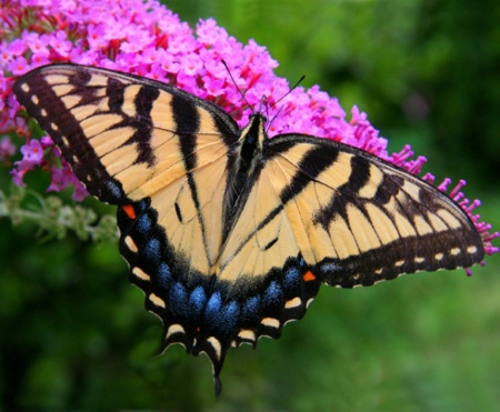 Tiger Swallowtail