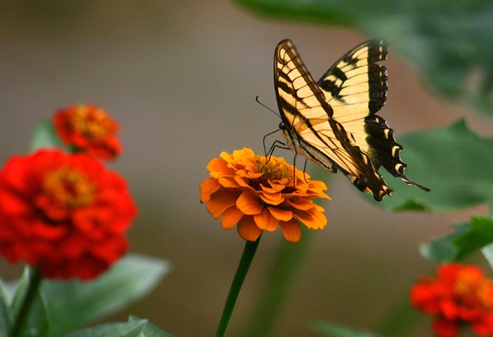 Zinnia Visitor