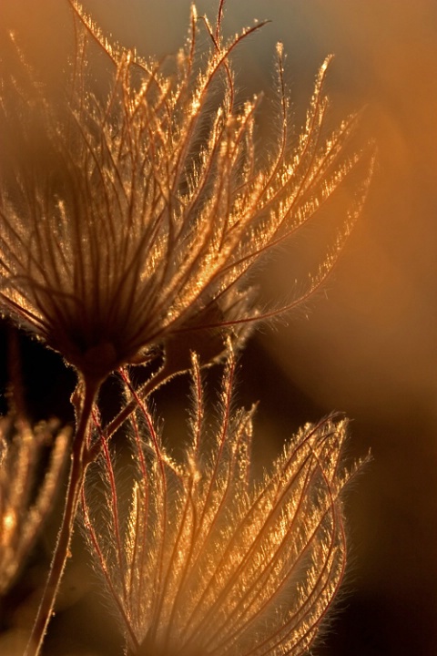 Gold at sunset