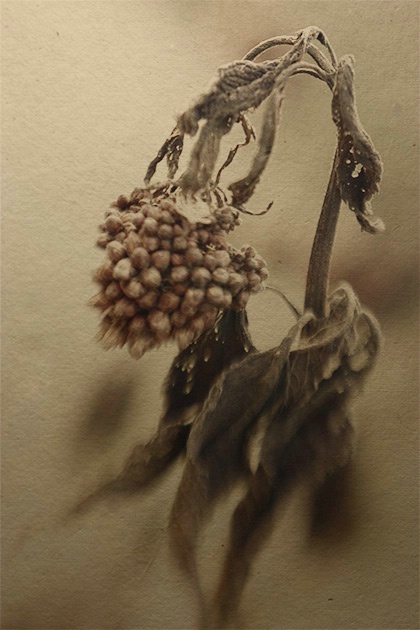 Dried seedhead - after
