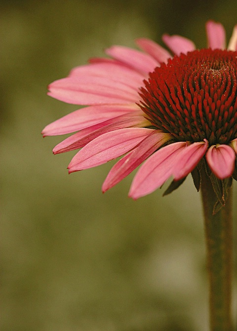 Cone Flower