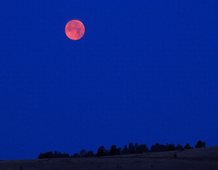 Pink Moon