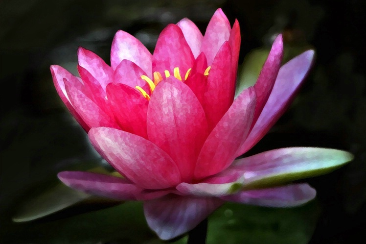 Water Lily