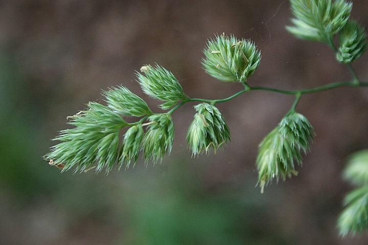 furry green