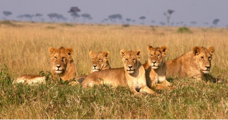 Lions in Masai Mara