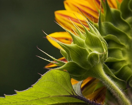 Sunflower Detail