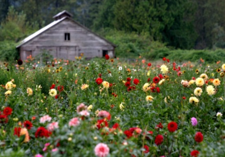 Flower Field