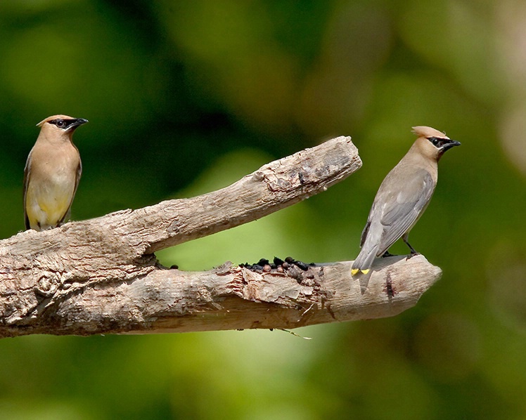 Cedar Waxings