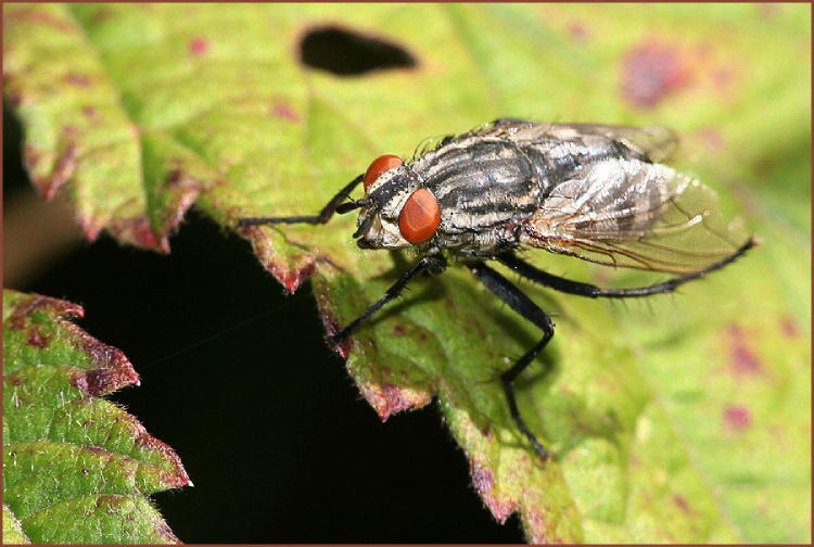  The fly