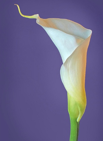 Calla on Blue