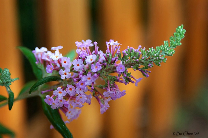 Flower and Fence