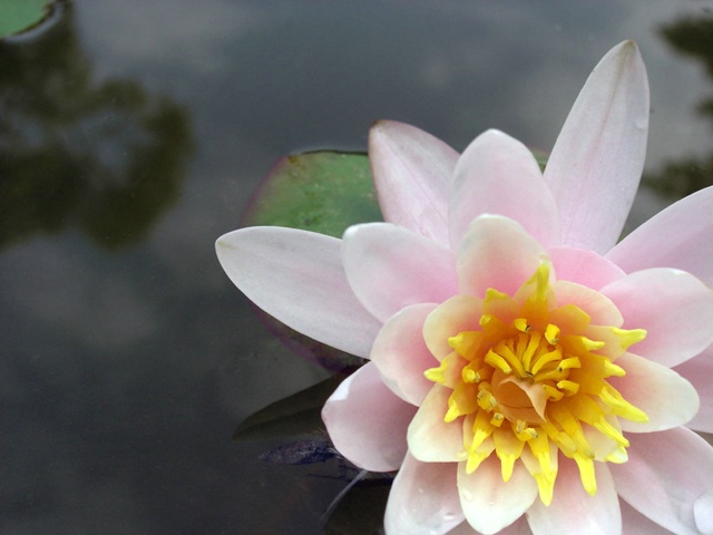 Water lily