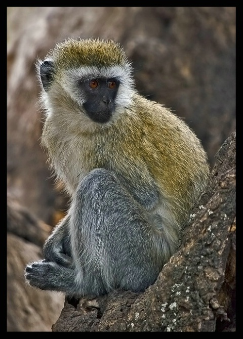 Vervet Monkey