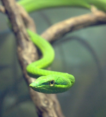 Green Rope Snake