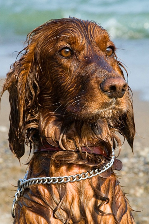 Beach guard