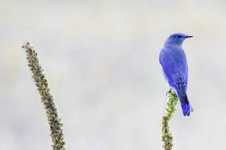 Mountain Bluebird