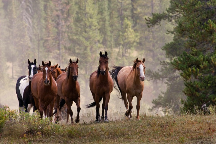 Running Horses