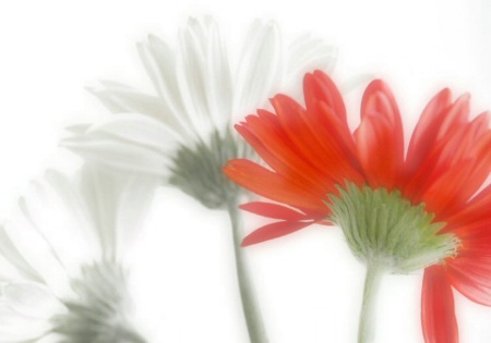 One Red Gerbera