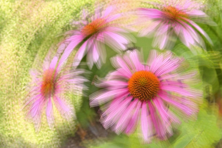 Cone Flower Spin