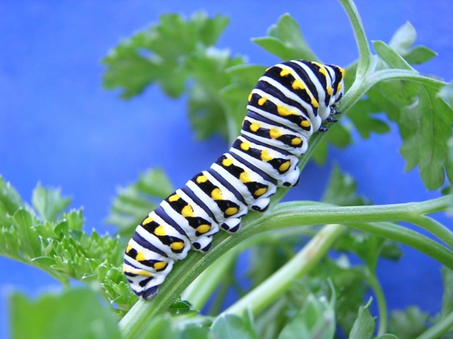 Blacktail swallowtail catepillar