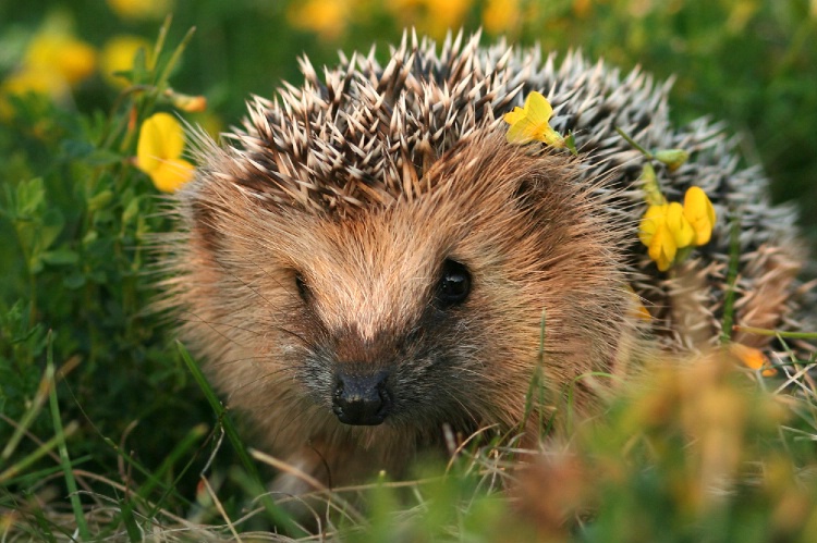 Hedgehog