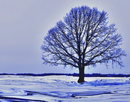 Blue Tree in Snow