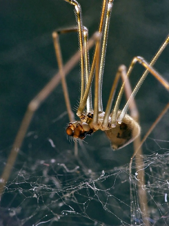 Daddy Long Legs Spider