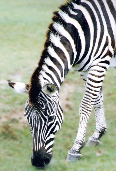 Zebra