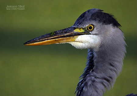 Grey Heron Portrait