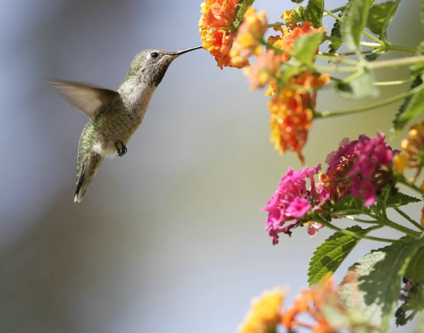 Energetic Hummer