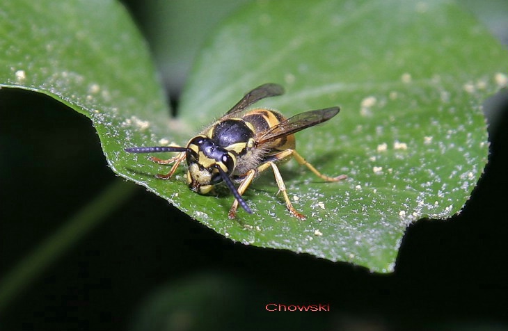 Wasp 