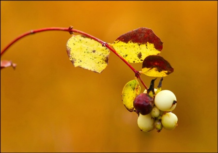 Berries