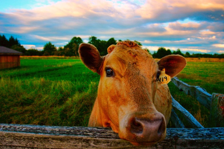 Sunset Cow