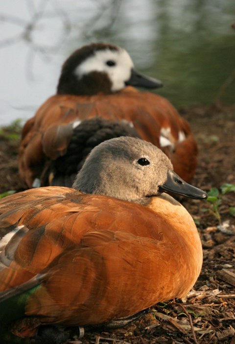 Feathered Friends