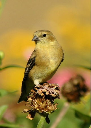 Young Goldfinch