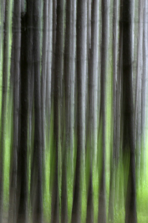 Forest Trees