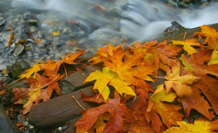 Fall Stream 