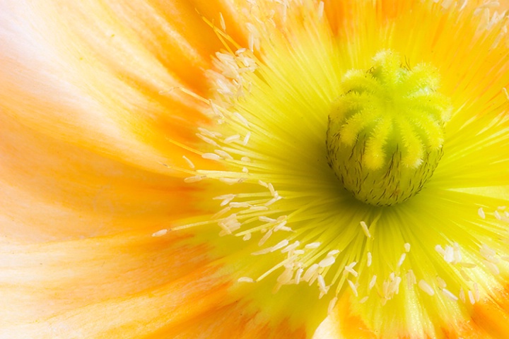 Poppy Dreams in Orange