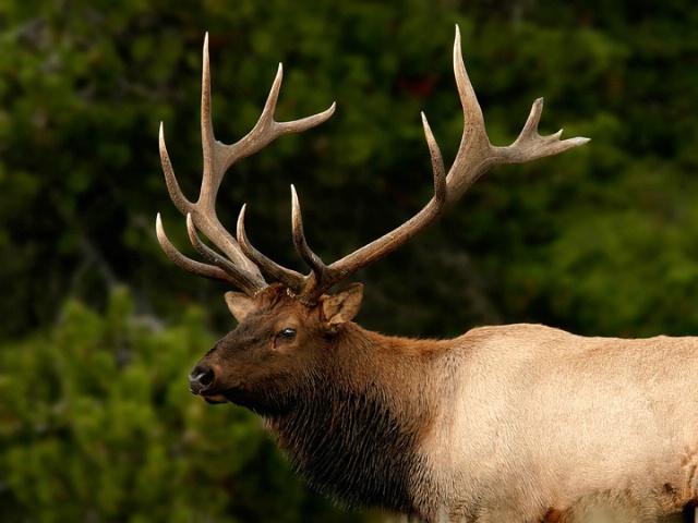 Elk