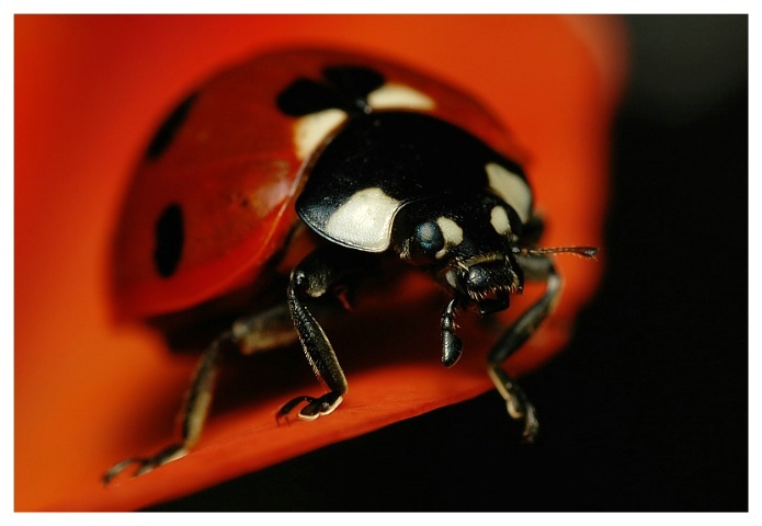 red and black