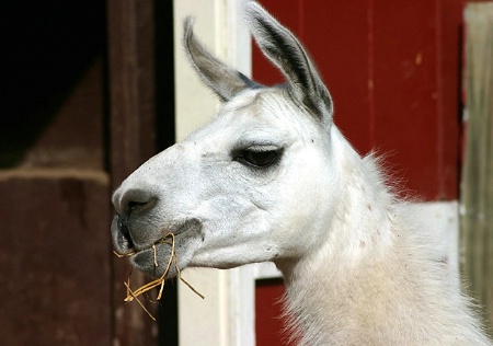 Llama At Lunch