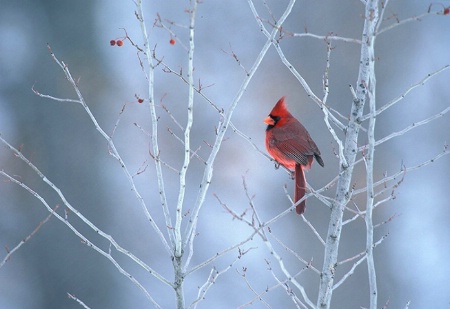 Cardinal In Hawthorn