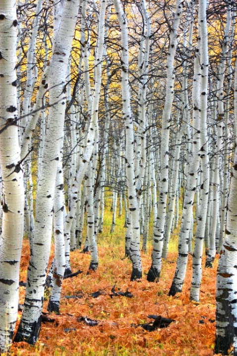 Aspens Welcome