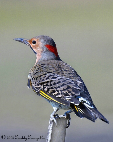 Northern Flicker