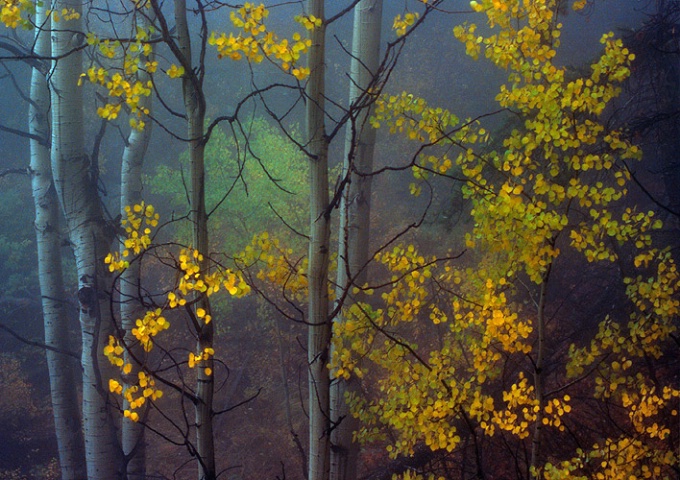 Foggy Aspens, Rampart Range